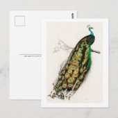 Carte Postale Illustration Peacock Art Vintage (Devant / Derrière)