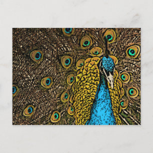 Carte Postale Illustration Peacock Splendor