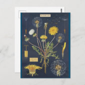 Carte Postale Illustration pissenlit (Devant / Derrière)