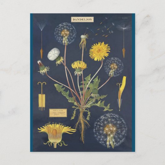 Carte Postale Illustration pissenlit (Devant)