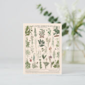 Carte Postale Illustration plantes aromatiques (Debout devant)