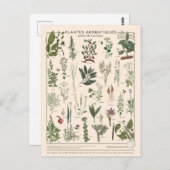 Carte Postale Illustration plantes aromatiques (Devant / Derrière)