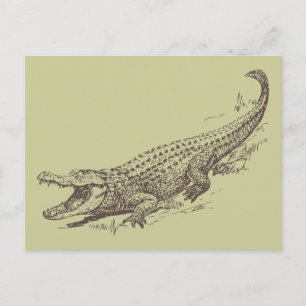 Carte Postale Illustration réaliste de l'alligator