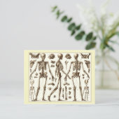 Carte Postale Illustration scientifique du squelette humain (Debout devant)