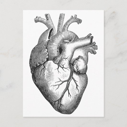 Carte Postale Illustration simple du coeur de l'anatomie noire b (Devant)
