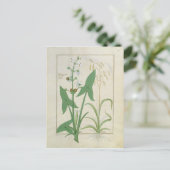 Carte Postale Illustration tirée du "Livre des médicaments simpl (Debout devant)