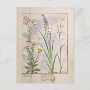 Carte Postale Illustration tirée du "Livre des médicaments simpl