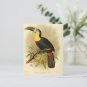 Carte Postale Illustration toucan (Debout devant)