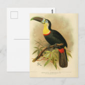 Carte Postale Illustration toucan (Devant / Derrière)