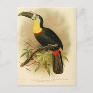 Carte Postale Illustration toucan