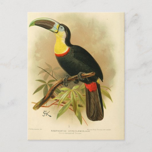Carte Postale Illustration toucan (Devant)