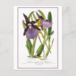 Carte Postale Illustration Tropical Purple Orchid