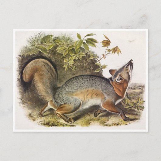 Carte postale Illustration vintage (Devant)