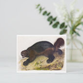 Carte postale Illustration vintage (Debout devant)