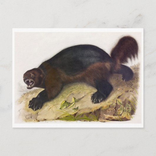 Carte postale Illustration vintage (Devant)