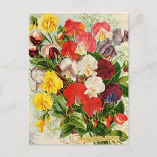 Carte Postale Illustration vintage