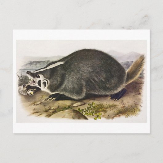 Carte postale Illustration vintage (Devant)