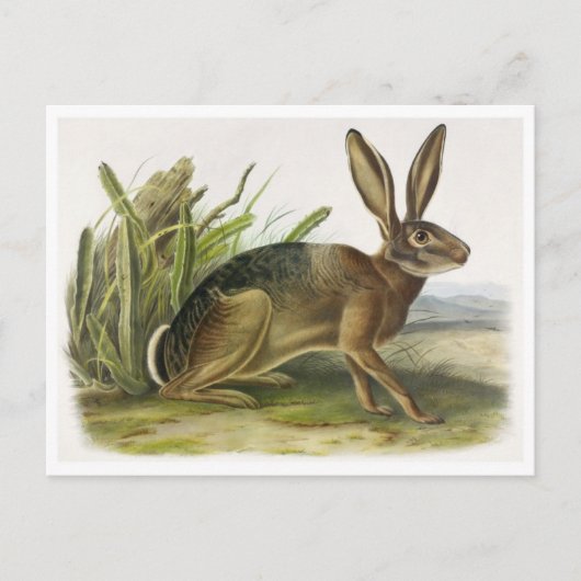 Carte postale Illustration vintage (Devant)