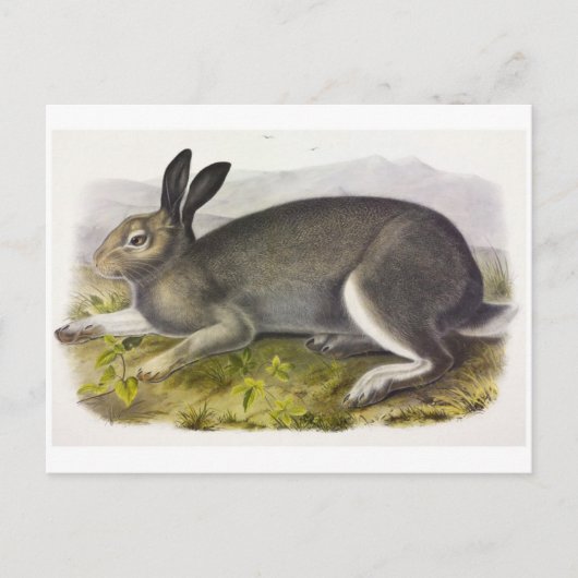 Carte postale Illustration vintage (Devant)