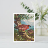 Carte postale Illustration vintage (Debout devant)