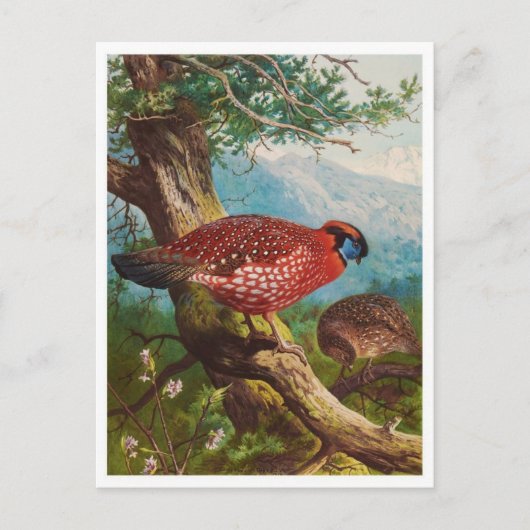 Carte postale Illustration vintage (Devant)