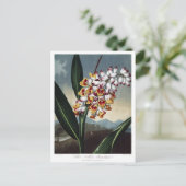 Carte Postale Illustration vintage (Debout devant)