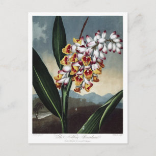 Carte Postale Illustration vintage