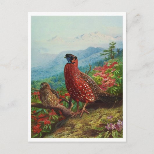 Carte postale Illustration vintage (Devant)