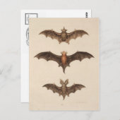 Carte postale Illustration vintage (Devant / Derrière)