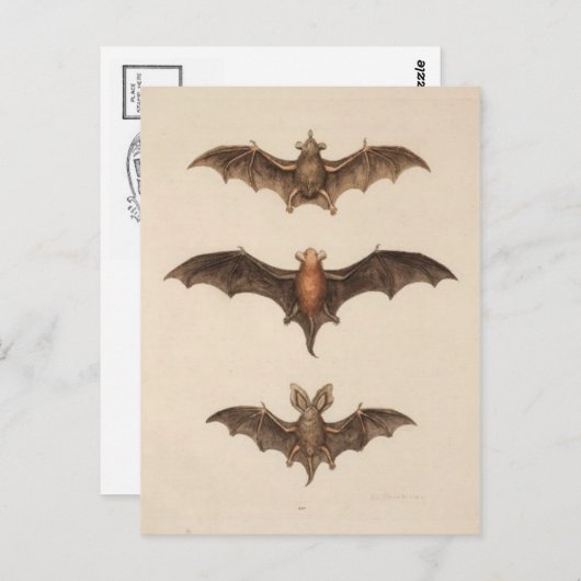 Carte postale Illustration vintage (Devant / Derrière)