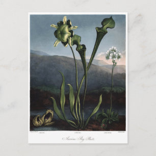 Carte Postale Illustration vintage