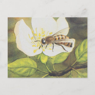 Carte Postale Illustration vintage : Abee Sur Une Fleur Blanche