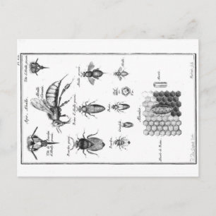 Carte Postale Illustration vintage - Abeilles et peigne de miel