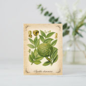 Carte Postale Illustration vintage Agathis dammara (Debout devant)