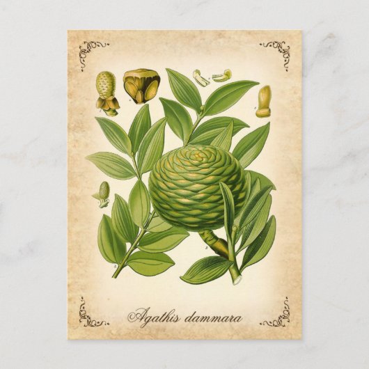 Carte Postale Illustration vintage Agathis dammara (Devant)