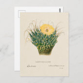Carte Postale Illustration vintage Agave Cactus (Devant / Derrière)