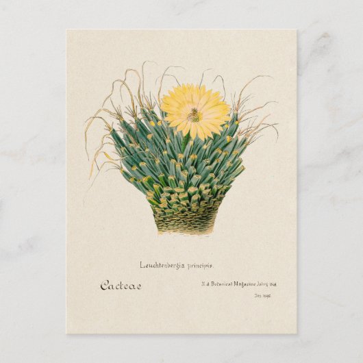 Carte Postale Illustration vintage Agave Cactus (Devant)