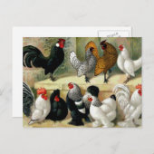 Carte Postale Illustration Vintage "Bantams" (Devant / Derrière)