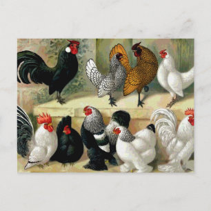 Carte Postale Illustration Vintage "Bantams"