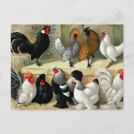 Carte Postale Illustration Vintage "Bantams" (Devant)