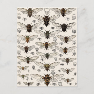 Carte Postale Illustration vintage Cicadas