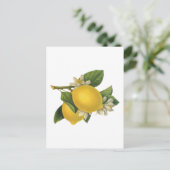 Carte Postale Illustration vintage citrons (Debout devant)