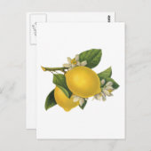 Carte Postale Illustration vintage citrons (Devant / Derrière)