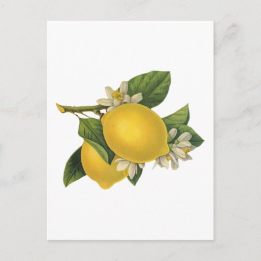 Carte Postale Illustration vintage citrons (Devant)