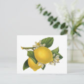 Carte Postale Illustration vintage citrons (Debout devant)