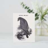 Carte Postale Illustration Vintage "Common Buzzard" (Debout devant)