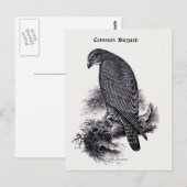 Carte Postale Illustration Vintage "Common Buzzard" (Devant / Derrière)