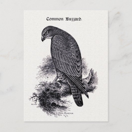 Carte Postale Illustration Vintage "Common Buzzard" (Devant)