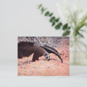 Carte Postale Illustration Vintage d'Anteater géant. (Debout devant)