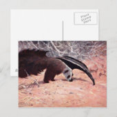 Carte Postale Illustration Vintage d'Anteater géant. (Devant / Derrière)